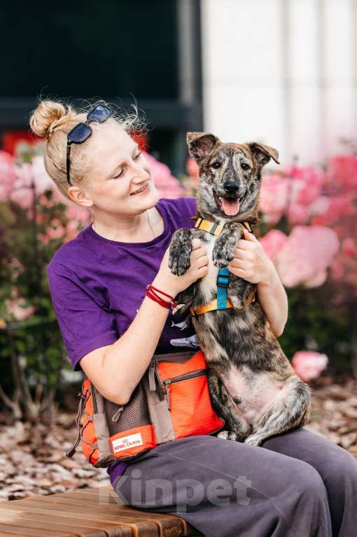 Собаки в Москве: Уникальный Чиззи ищет дом Мальчик, Бесплатно - фото 5