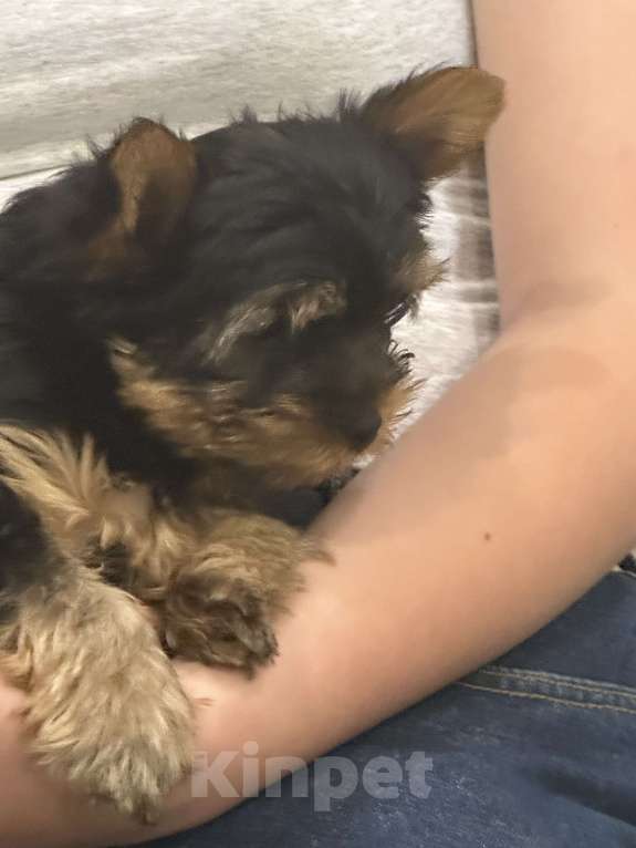 Собаки в Калининграде: Питомец  Мальчик, 20 000 руб. - фото 6