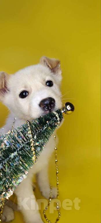 Собаки в Наро-Фоминске: Герцог якутенок команды ппбж Якутска Мальчик, Бесплатно - фото 3