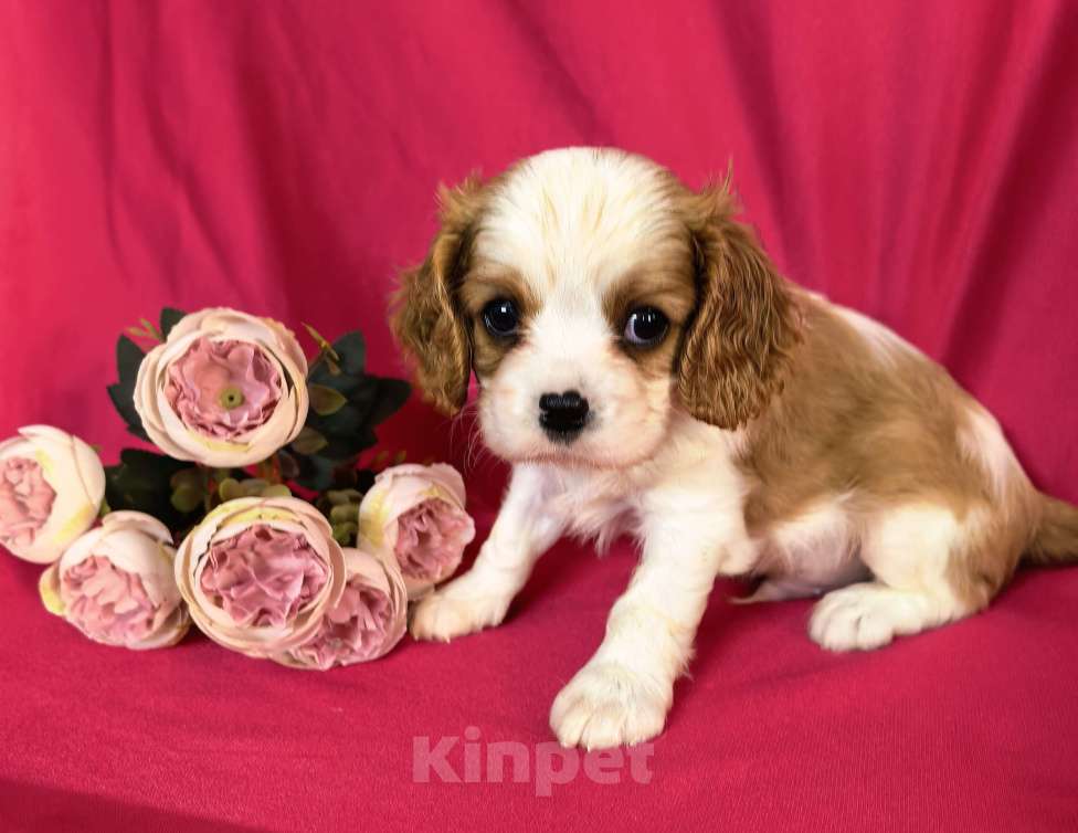 Собаки в Москве: Мальчик Кавалер Кинг Чарльз Спаниель Мальчик, 90 000 руб. - фото 4