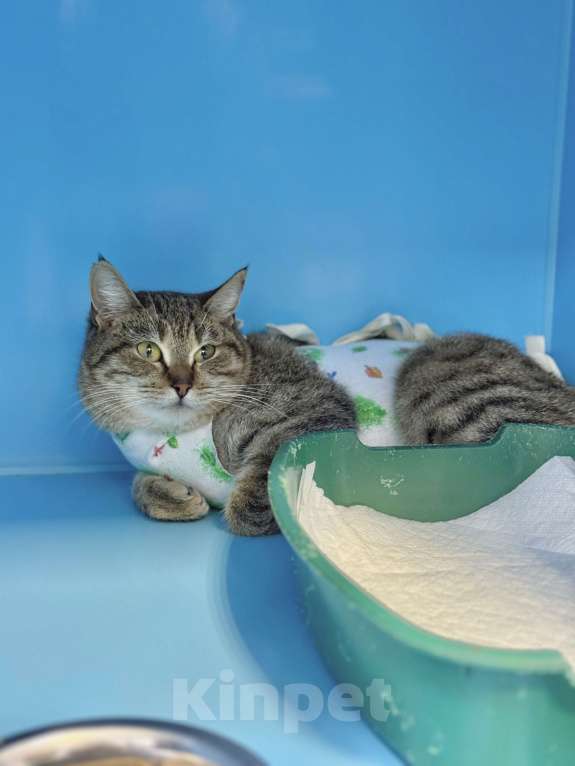 Кошки в Москве: Смешная кошка-мем Эмилия  Девочка, Бесплатно - фото 2