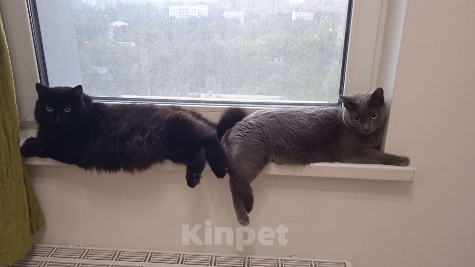 Кошки в Москве: Котик Найт в добрые руки Мальчик, 300 руб. - фото 5