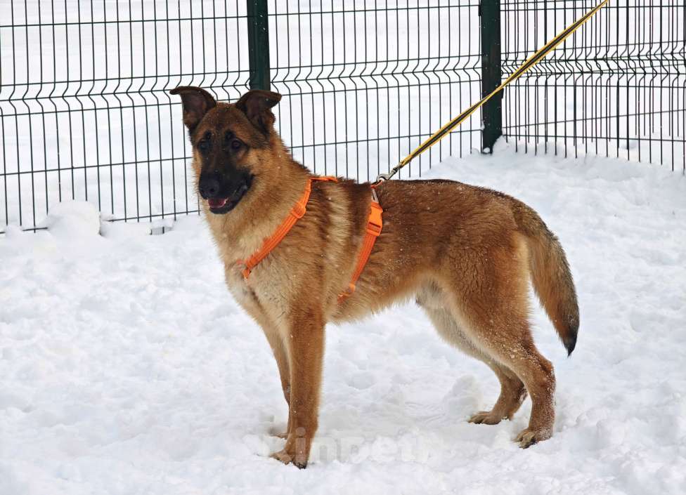 Собаки в Москве: Микки ищет дом Мальчик, Бесплатно - фото 8