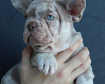 Собаки в Москве: Французский бульдог щенки Мальчик, 65 000 руб. - фото 2