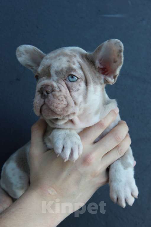 Собаки в Москве: Французский бульдог щенки Мальчик, 65 000 руб. - фото 2