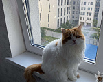 Кошки в Екатеринбурге: Шанс  Мальчик, 500 руб. - фото 2