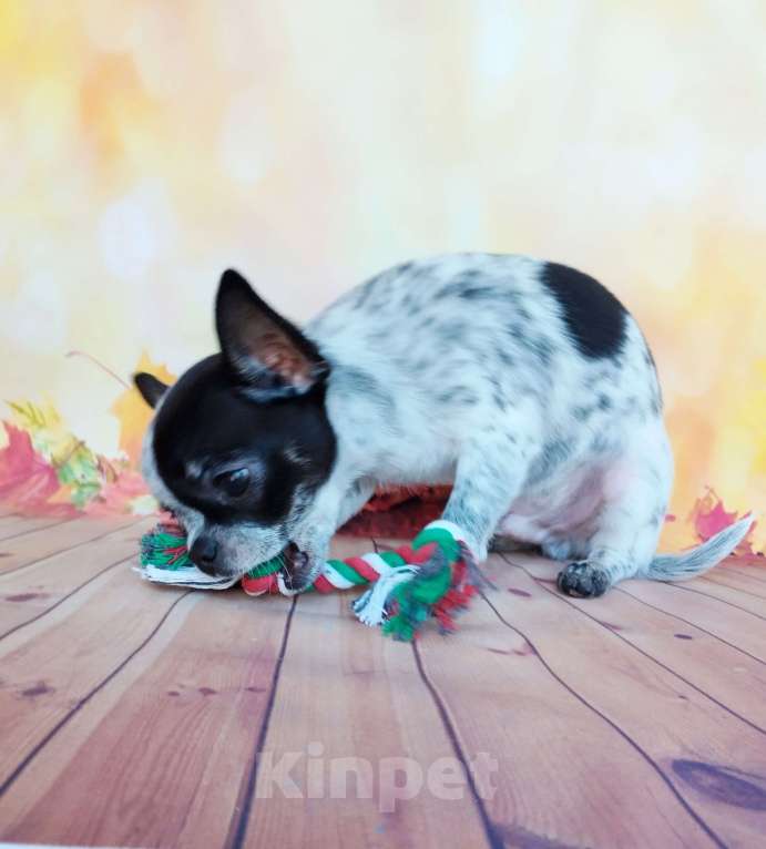 Собаки в Ногинске: Очаровательный малыш Мальчик, 30 000 руб. - фото 3