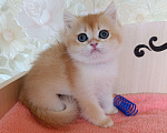 Кошки в Санкт-Петербурге: Золотая шиншилла котёнок мальчик Мальчик, 25 000 руб. - фото 4