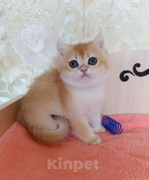 Кошки в Санкт-Петербурге: Золотая шиншилла котёнок мальчик Мальчик, 25 000 руб. - фото 4