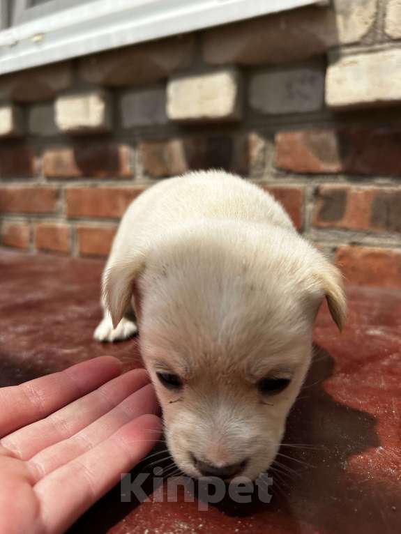 Собаки в Батайске: Щенок-пушок Мальчик, Бесплатно - фото 2