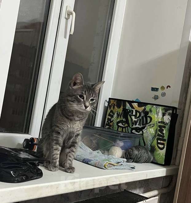 Кошки в Нижнем Новгороде: Потерялся кот Басик Мальчик, 3 000 руб. - фото 2