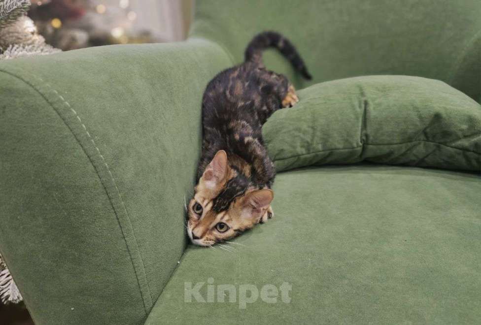 Кошки в Москве: Бенгальский котенок Мальчик, 40 000 руб. - фото 3