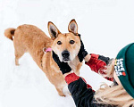 Собаки в Москве: Ласковая и общительная Ода ищет дом! Девочка, Бесплатно - фото 4