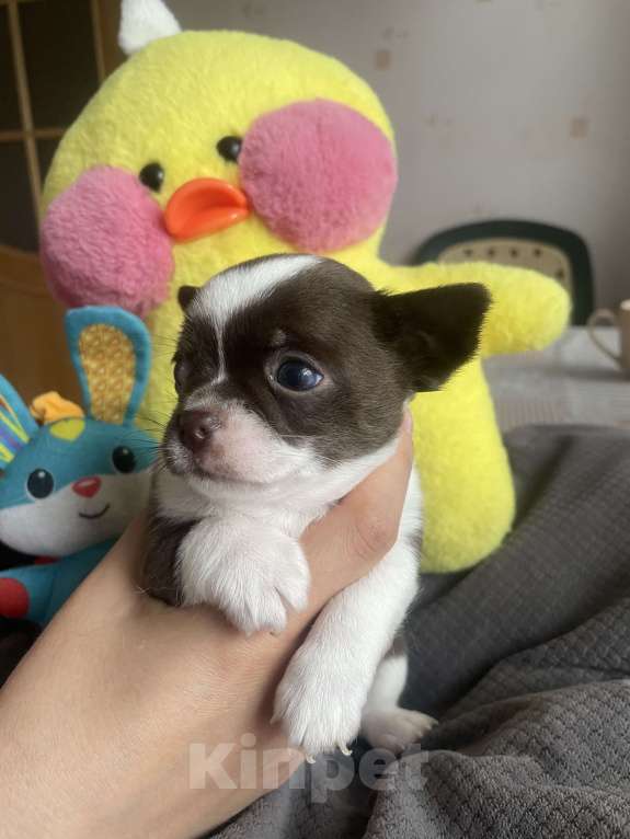 Собаки в Санкт-Петербурге: Щенок чихуахуа Мальчик, 35 000 руб. - фото 5