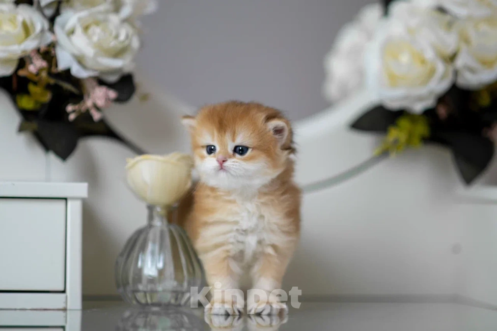 Кошки в Балашихе: Британская девочка Брусника Девочка, 65 000 руб. - фото 5