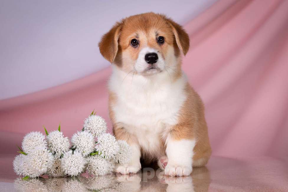 Собаки в Москве: Продам щенка вельш корги пемброк Девочка, 70 000 руб. - фото 1