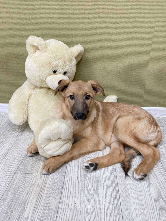 Собаки в Москве: Щенки бесплатно в Москве Девочка, Бесплатно - фото 4