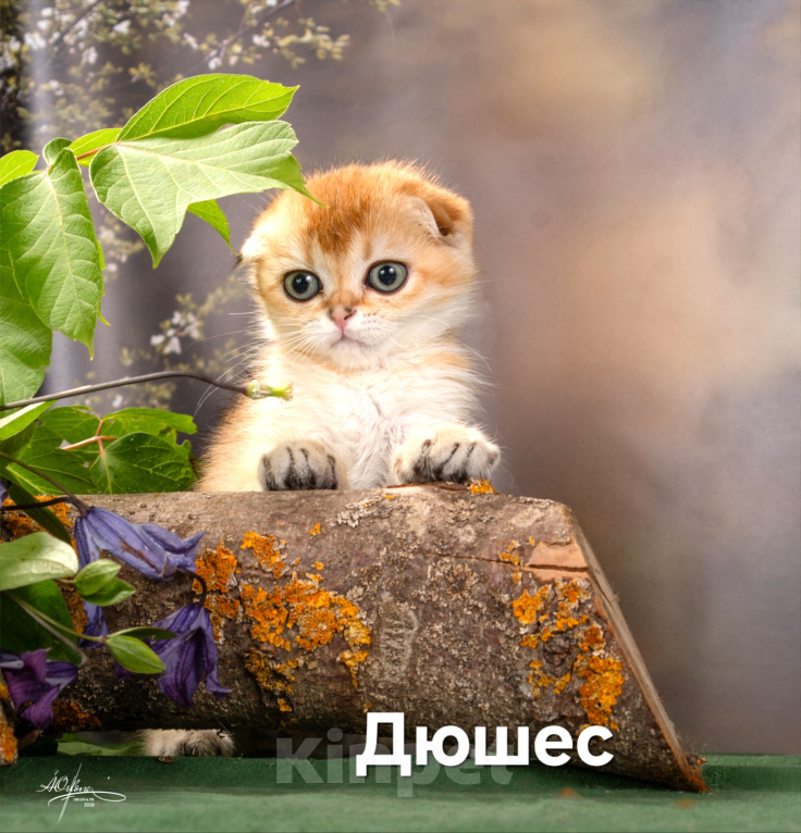 Кошки в других городах Калужской области: Шотландский вислоухий котёнок Мальчик, 45 000 руб. - фото 1