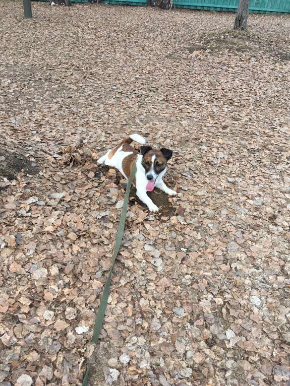 Собаки в Тюмени: Отдам в добрые руки Мальчик, 1 000 руб. - фото 1