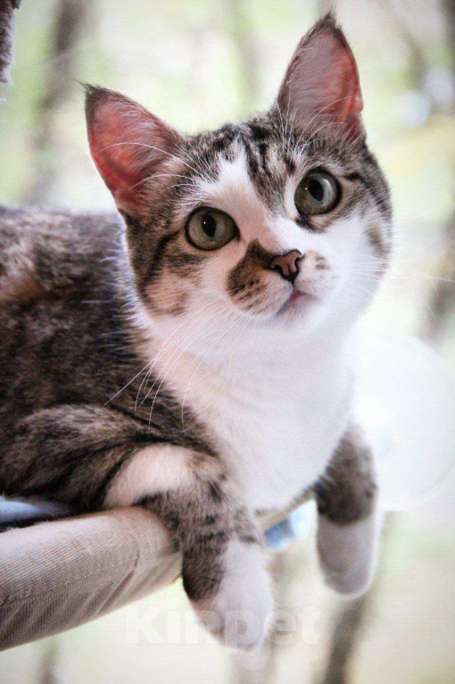 Кошки в Москве: Ласковая кошечка Скалли ищет семью Девочка, Бесплатно - фото 1