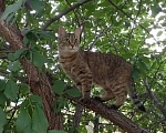 Кошки в Самаре: Отдам кошечку Басю в добрые руки с доплатой! Девочка, Бесплатно - фото 1