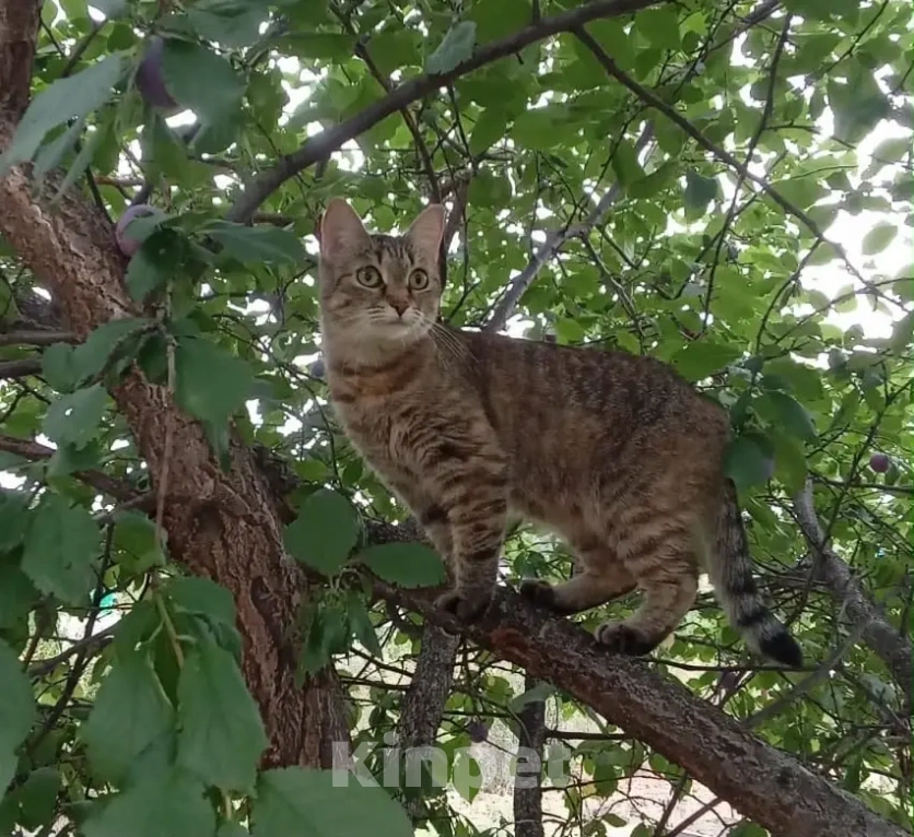Кошки в Самаре: Отдам кошечку Басю в добрые руки с доплатой! Девочка, Бесплатно - фото 1
