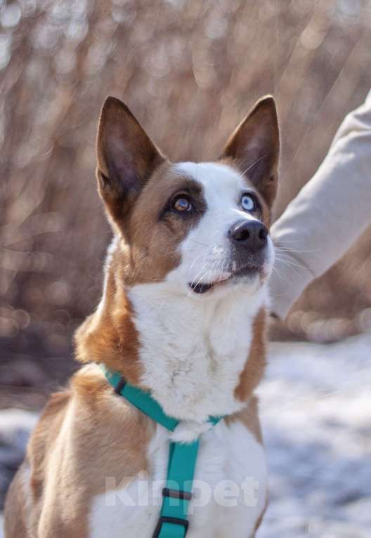 Собаки в Москве: Ласковый Хьюго в поисках дома Мальчик, Бесплатно - фото 2