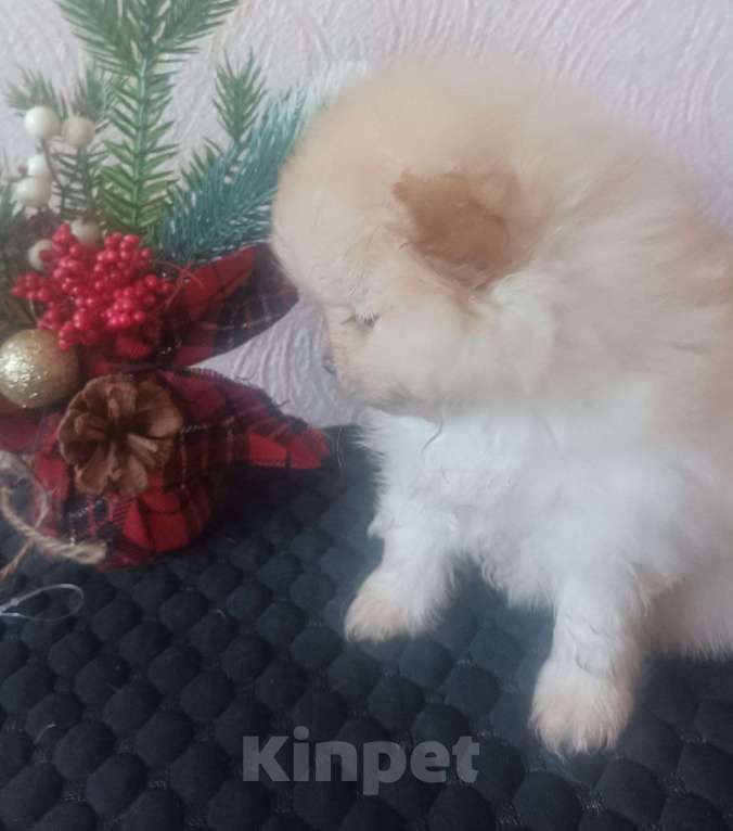 Собаки в Липецке: Померанский шпиц Мальчик, 20 000 руб. - фото 4