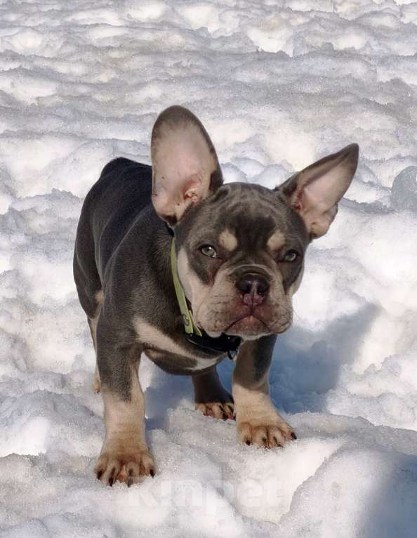 Собаки в других городах Московской области: Лиловый щенок Мальчик, 95 000 руб. - фото 4