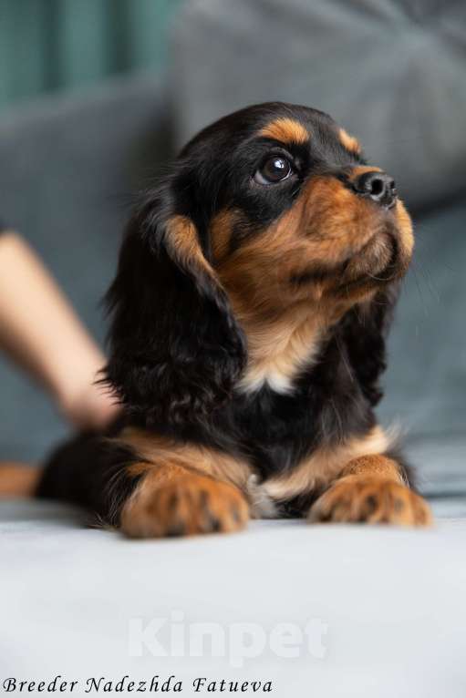 Собаки в Рязани: Щенки Кавалер Кинг Чарльз спаниеля Мальчик, Бесплатно - фото 4