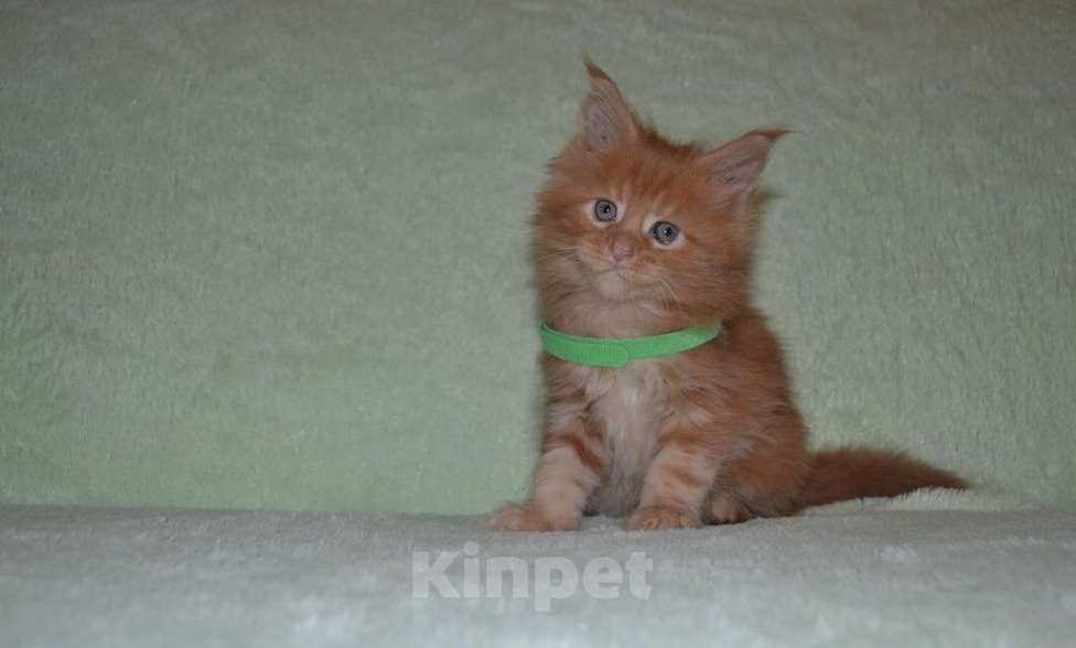 Кошки в Иркутске: Котята породы мейн-кун Мальчик, 30 000 руб. - фото 2