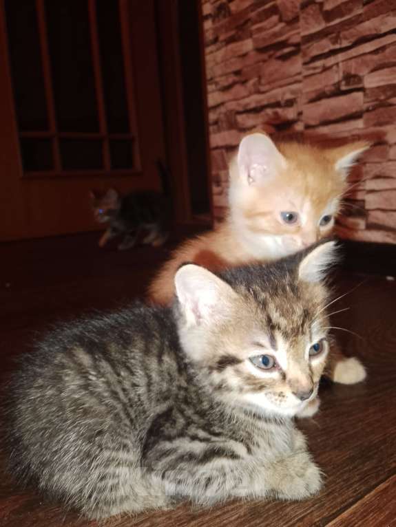 Кошки в Москве: Котята в добрые руки Мальчик, Бесплатно - фото 4