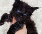 Кошки в Краснодаре: Чистокровный котёнок Мейн-кун, окрас чёрный солид  Мальчик, Бесплатно - фото 2