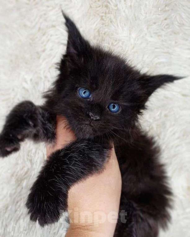 Кошки в Краснодаре: Чистокровный котёнок Мейн-кун, окрас чёрный солид  Мальчик, Бесплатно - фото 2
