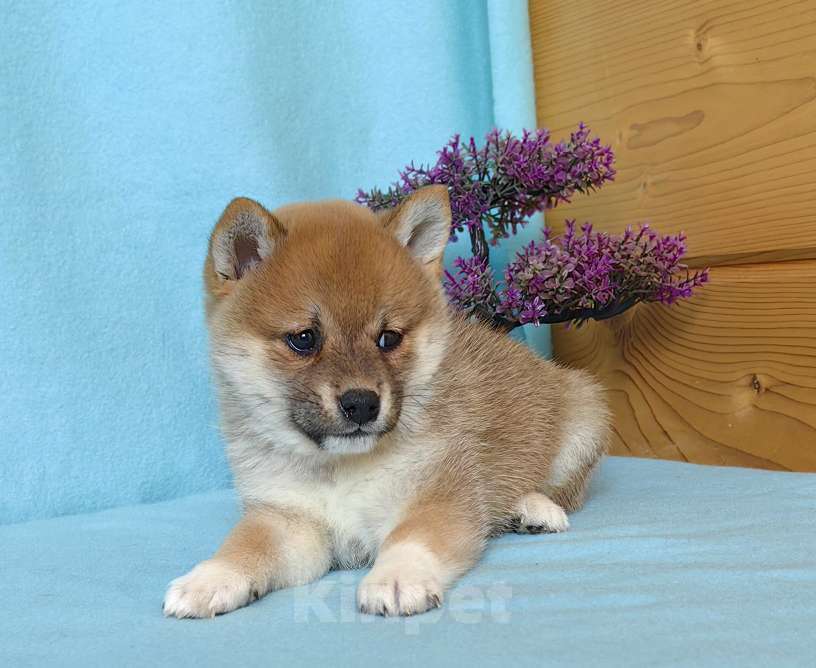 Собаки в Москве: Сиба ину. Щенки разных окрасов. Мальчик, 50 000 руб. - фото 8