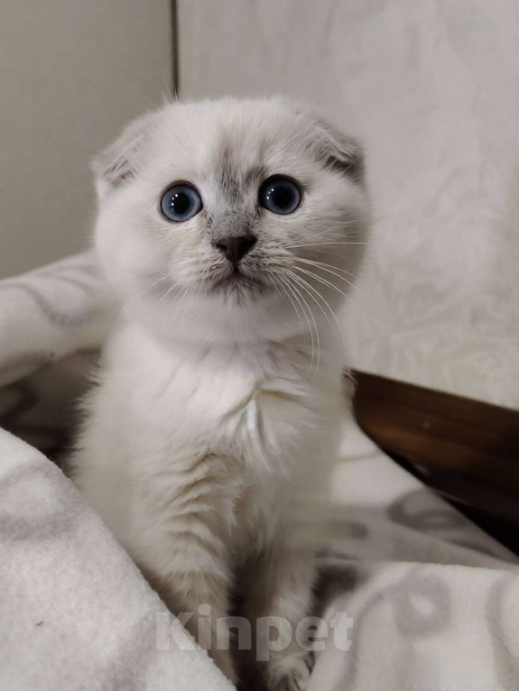 Кошки в Электростали: Шотландский вислоухий короткошёрстный котёнок Девочка, 15 000 руб. - фото 1