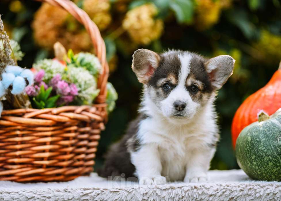 Собаки в Новосибирске: Вельш Корги Пемброк Мария-Антуанетта Девочка, 65 000 руб. - фото 2