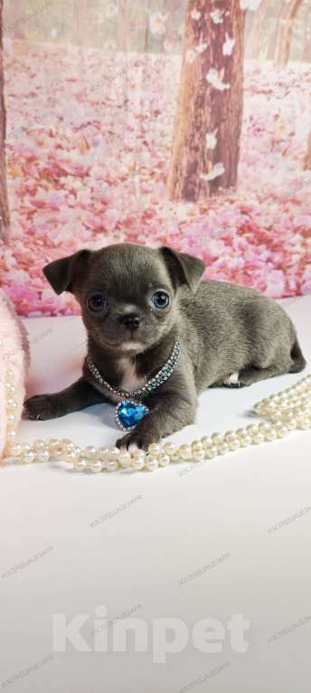 Собаки в Москве: Девочка редкого голубого окраса бейби фейс Девочка, 45 000 руб. - фото 3