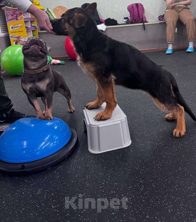 Собаки в Кемерово: Щенки немецкой овчарки Мальчик, Бесплатно - фото 4