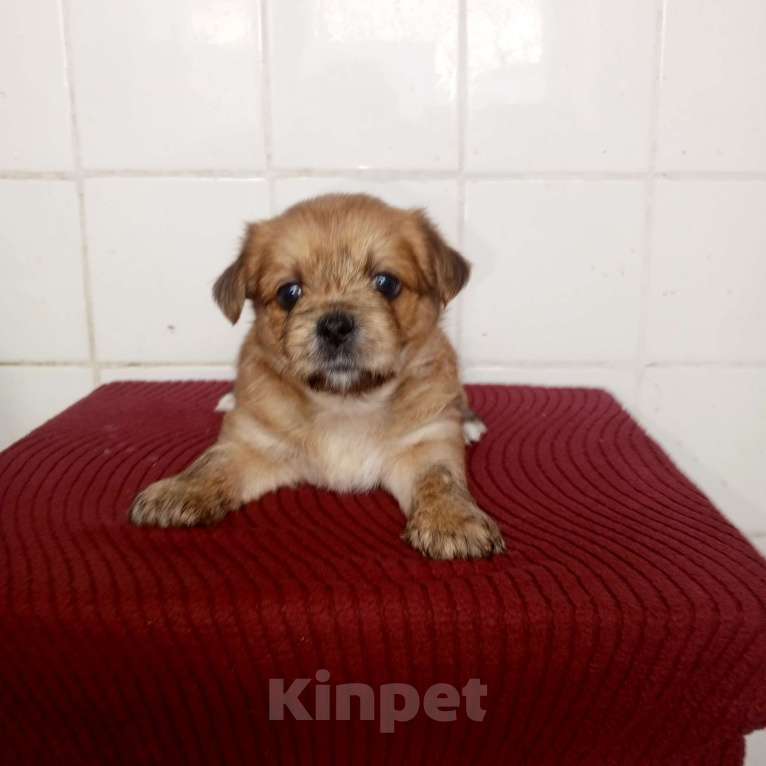 Собаки в других городах Московской области: Щенки Разнополые, 10 000 руб. - фото 1