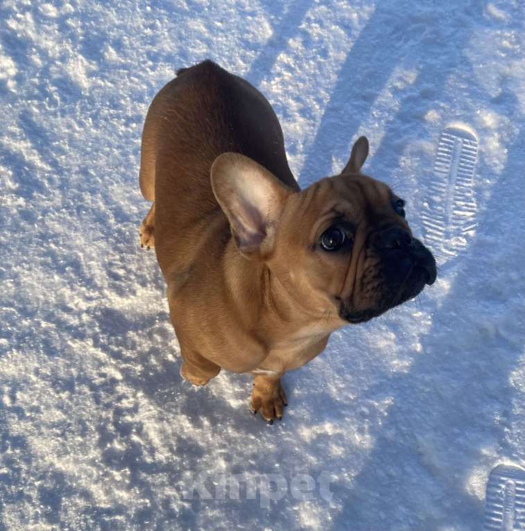 Собаки в Санкт-Петербурге: Великолепная девочка французик !  Девочка, 45 000 руб. - фото 7