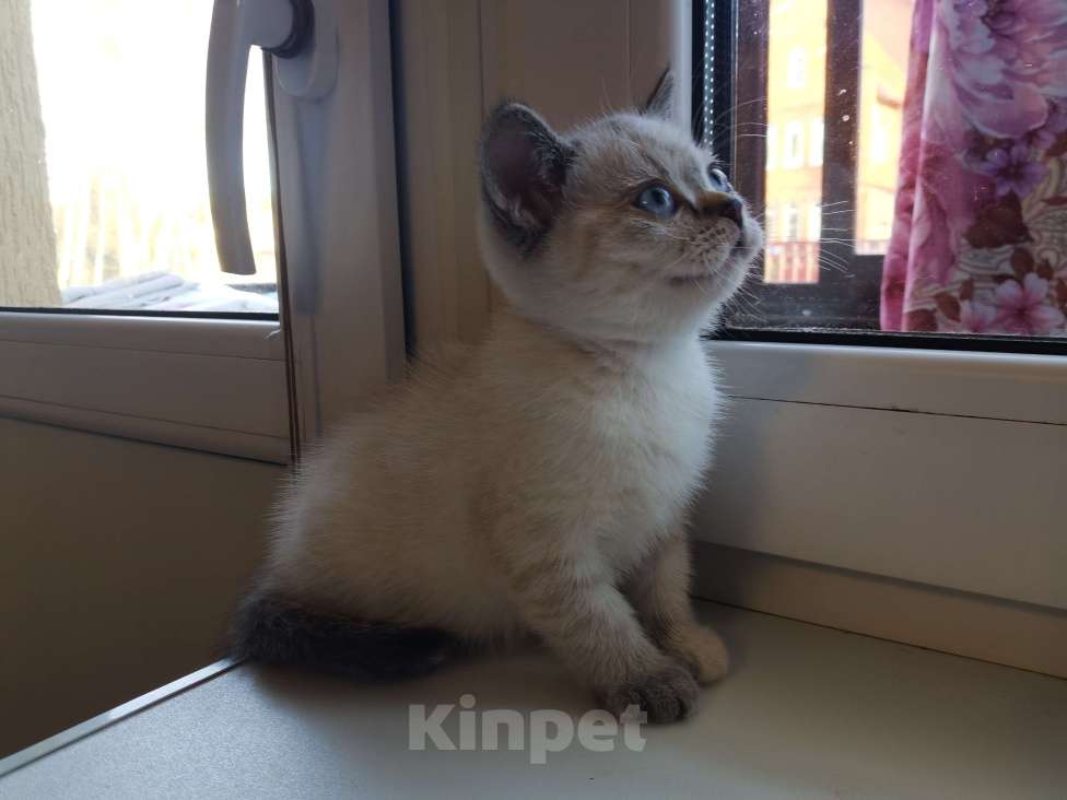 Кошки в Москве: Котята Шотландские Чистокровные  Девочка, 10 000 руб. - фото 4