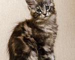 Кошки в Москве: Котята мейн-кун Девочка, 30 000 руб. - фото 2