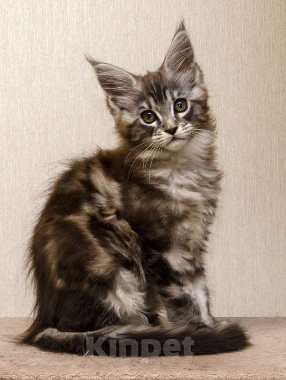 Кошки в Москве: Котята мейн-кун Девочка, 30 000 руб. - фото 2