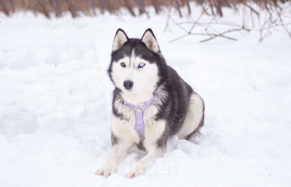 Собаки в Москве: Собака в добрые руки Мальчик, Бесплатно - фото 4