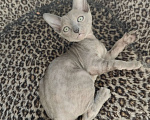 Кошки в Смоленске: Бархатные котята Девочка, 35 000 руб. - фото 6