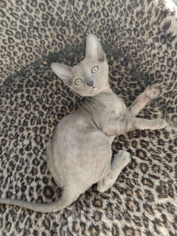 Кошки в Смоленске: Бархатные котята Девочка, 35 000 руб. - фото 6