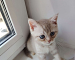 Кошки в Твери: Шотландский прямоухий котёнок Девочка, 4 000 руб. - фото 1