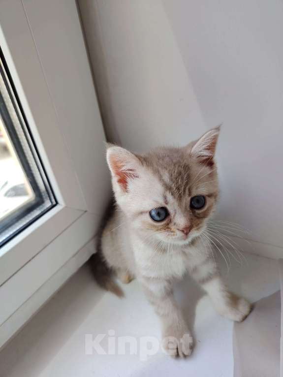 Кошки в Твери: Шотландский прямоухий котёнок Девочка, 4 000 руб. - фото 1