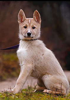 Сэнди якутенок 